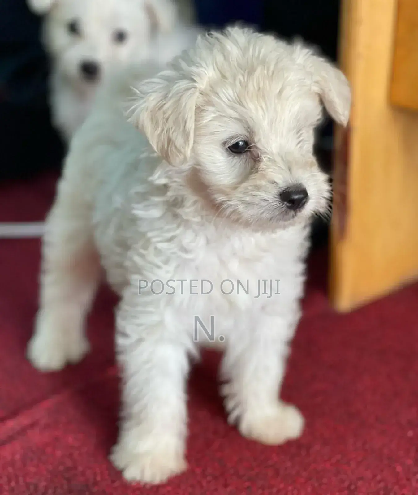 1-3 months Male Purebred Maltese