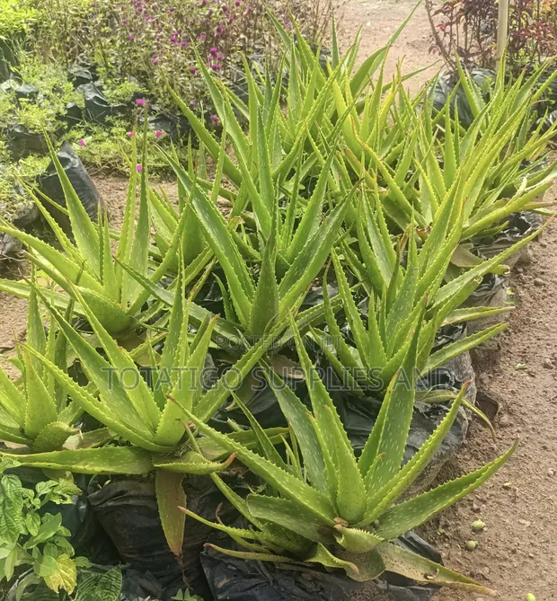 Aloe Vera Plant-1 Pc for sale - TOTATIGO Supplies And Services