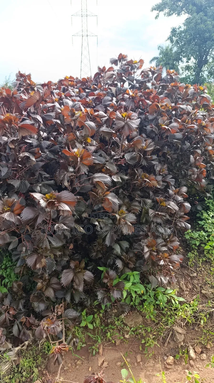Tiger Eye Plants