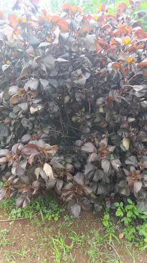 Tiger Eye Plants