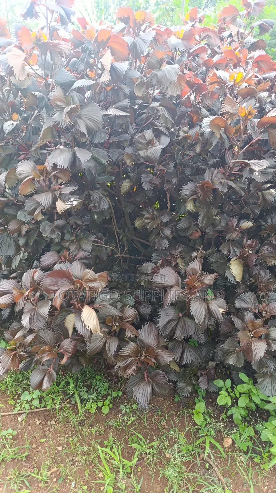 Tiger Eye Plants
