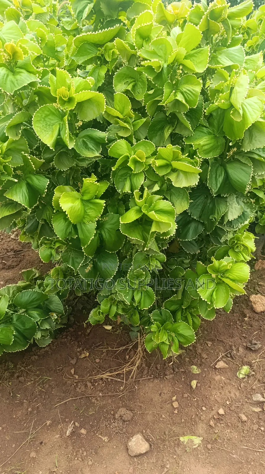 Tiger Eye Green Plants