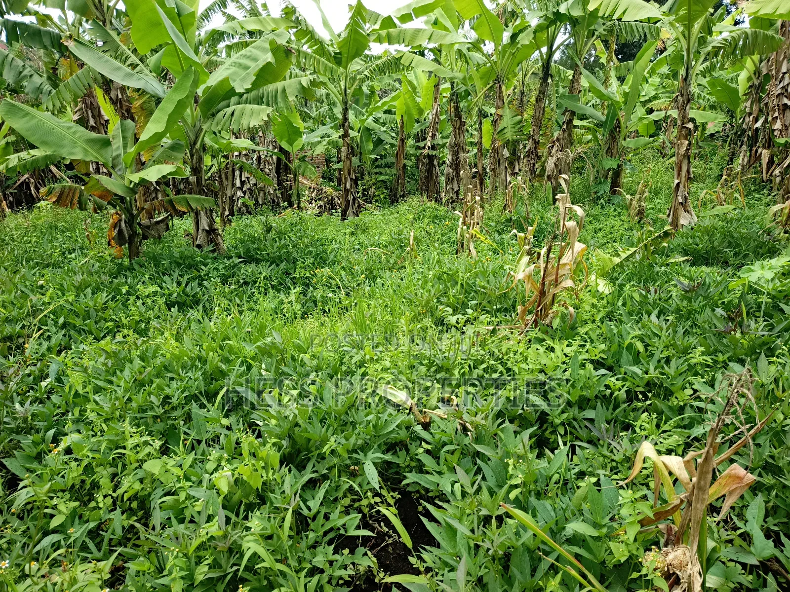 Residential Land on Sale