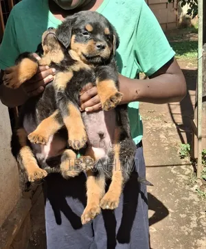 1-3 months Male Purebred Rottweiler
