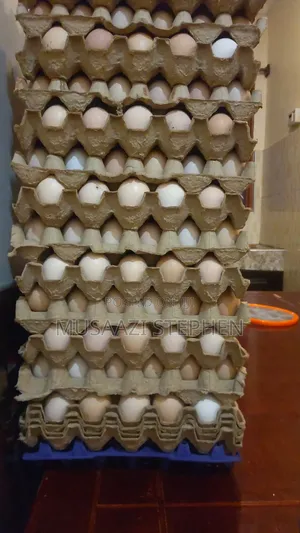Photo - Oasis Local Poultry Farm Mutungo