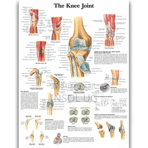 Body Joints and Ligament Charts