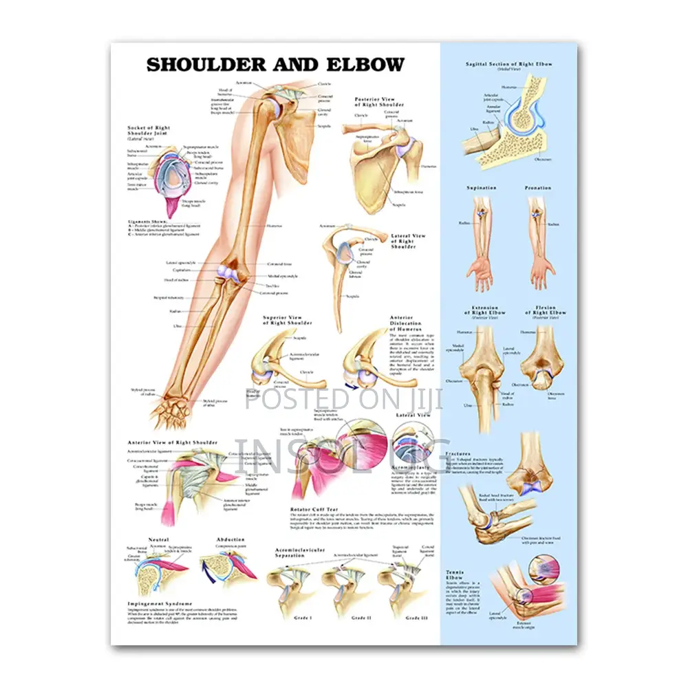 Body Joints and Ligament Charts