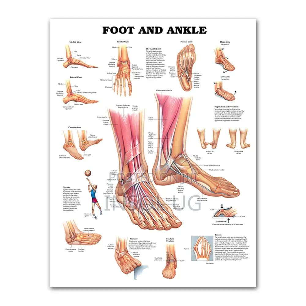 Body Joints and Ligament Charts