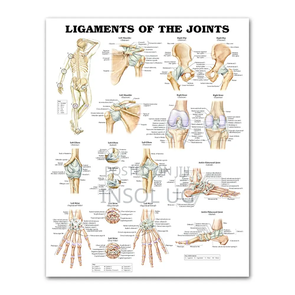 Body Joints and Ligament Charts