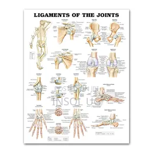 Body Joints and Ligament Charts