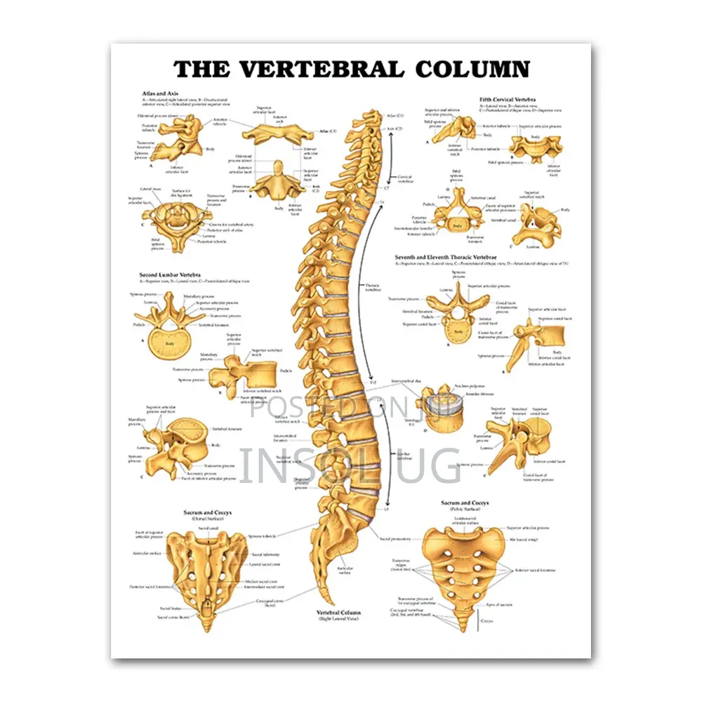 Body Joints and Ligament Charts