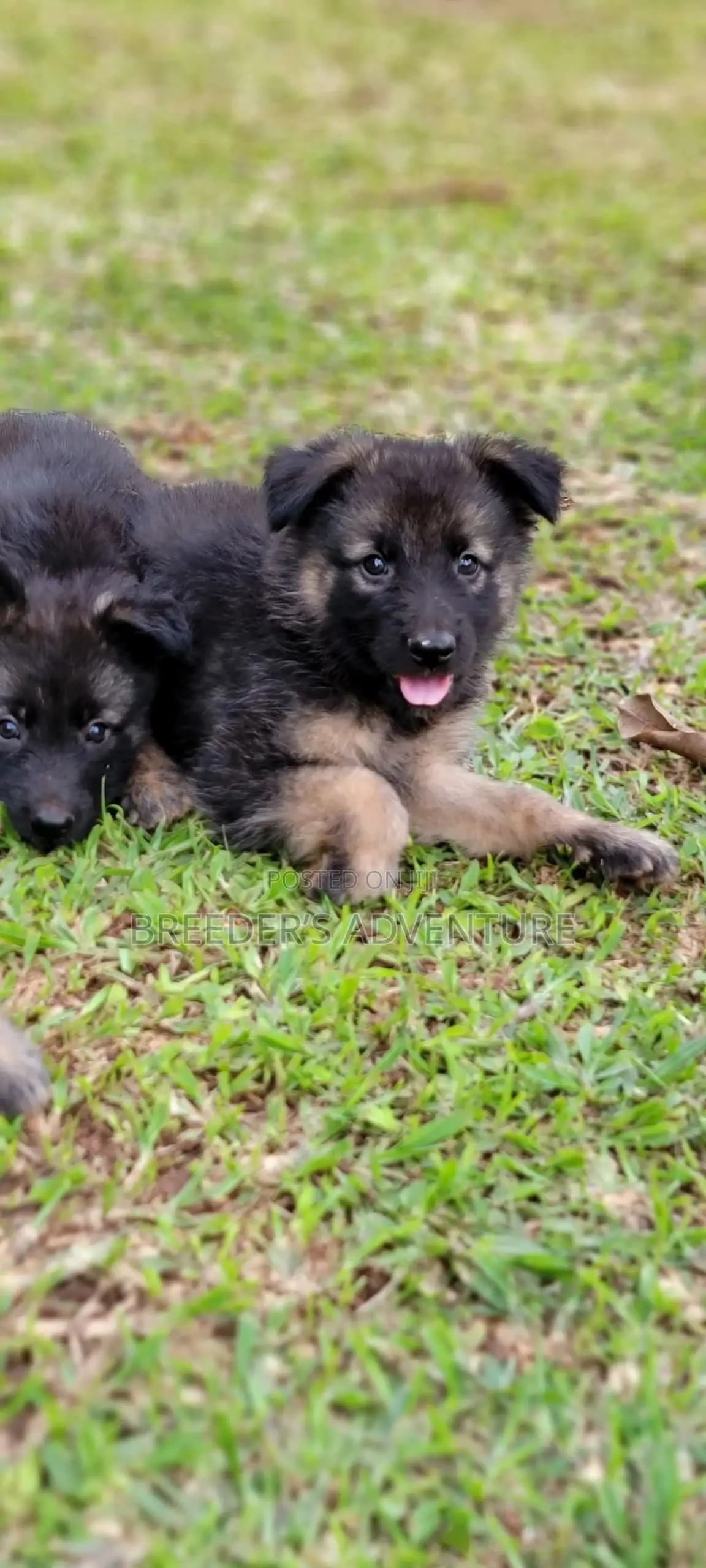 1-3 months Male Purebred German Shepherd