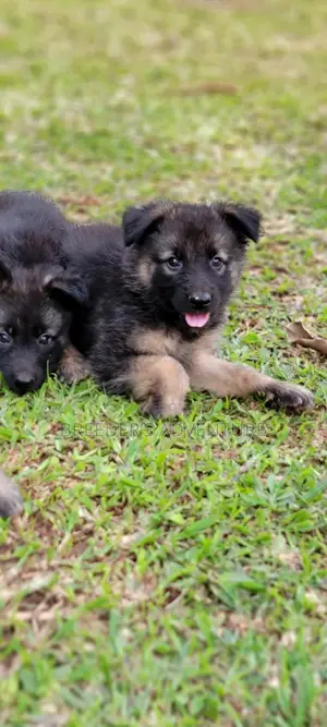 1-3 months Male Purebred German Shepherd