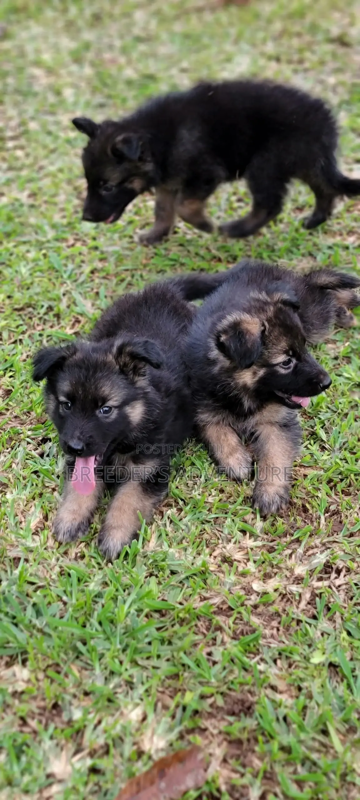 1-3 months Male Purebred German Shepherd