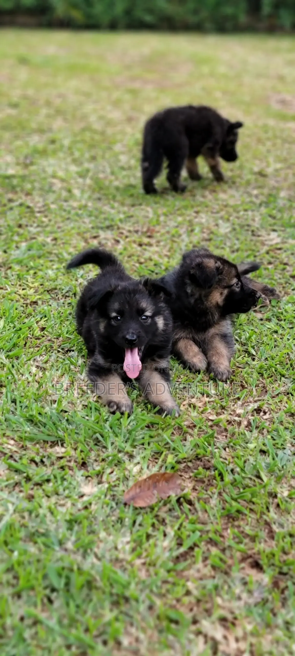 1-3 months Male Purebred German Shepherd