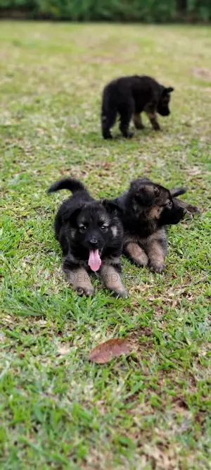 1-3 months Male Purebred German Shepherd