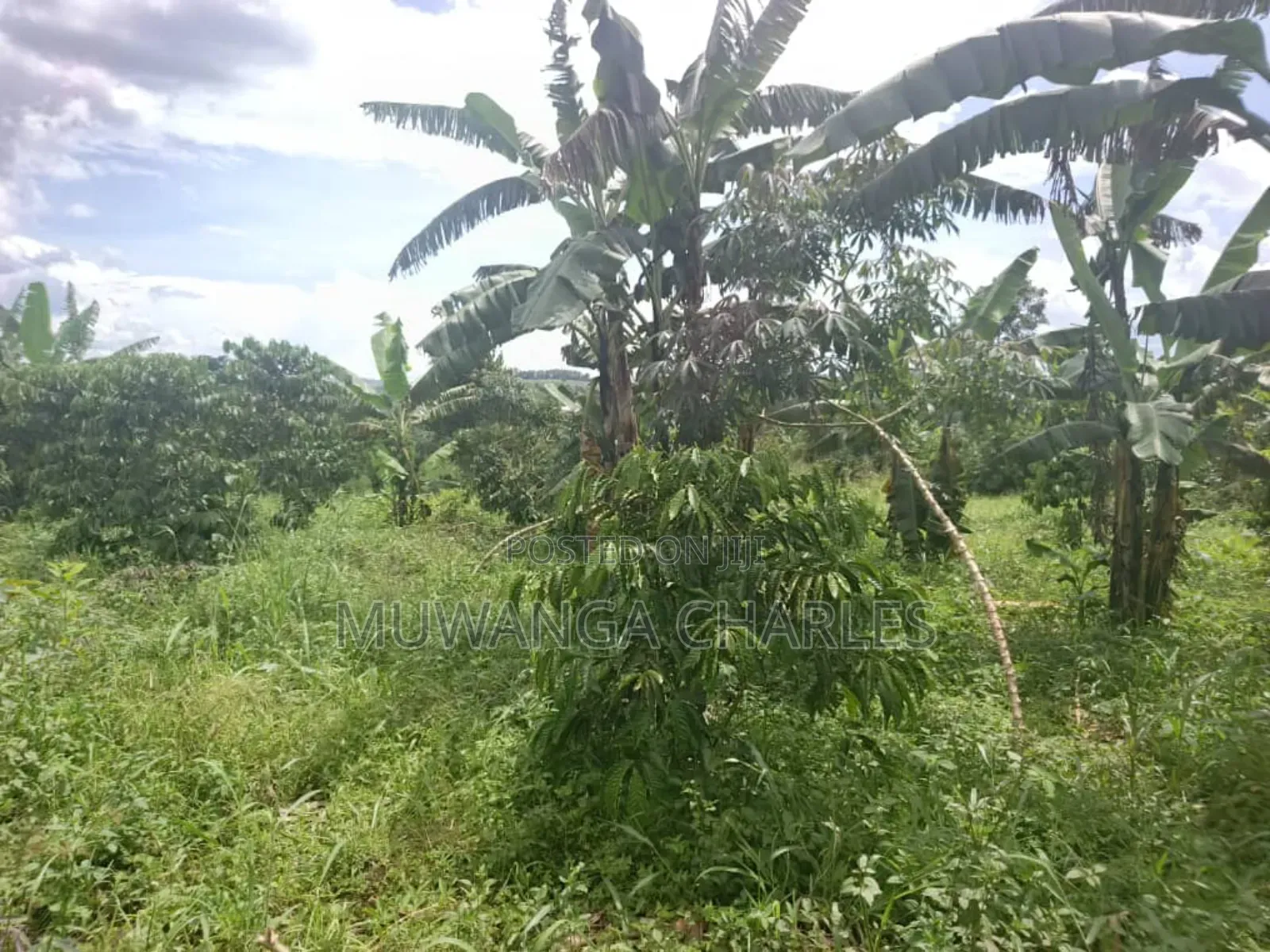 Land for Sale in Wabutungulu