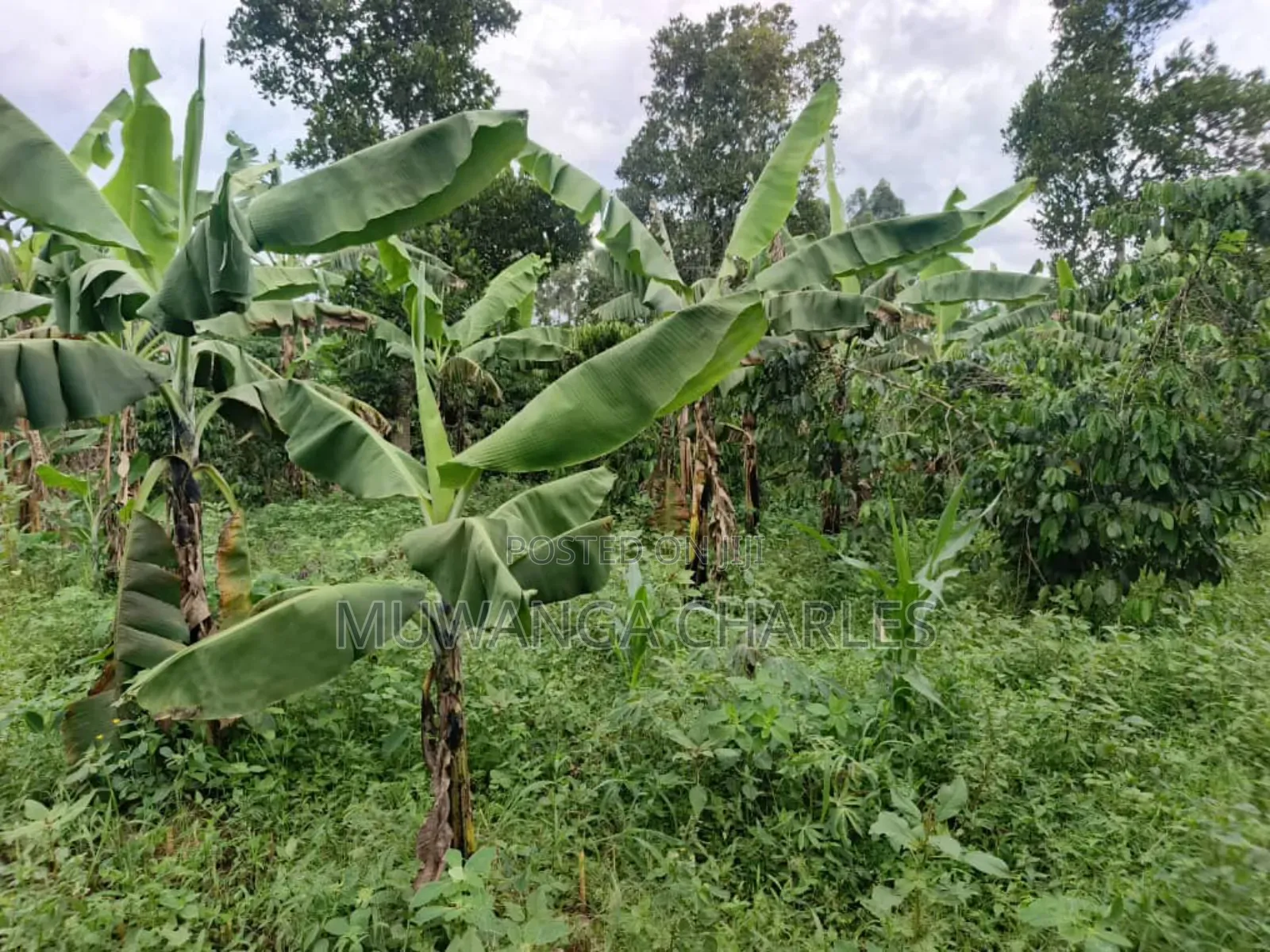 Land for Sale in Wabutungulu