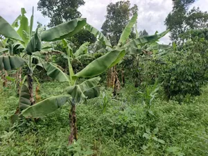 Land for Sale in Wabutungulu