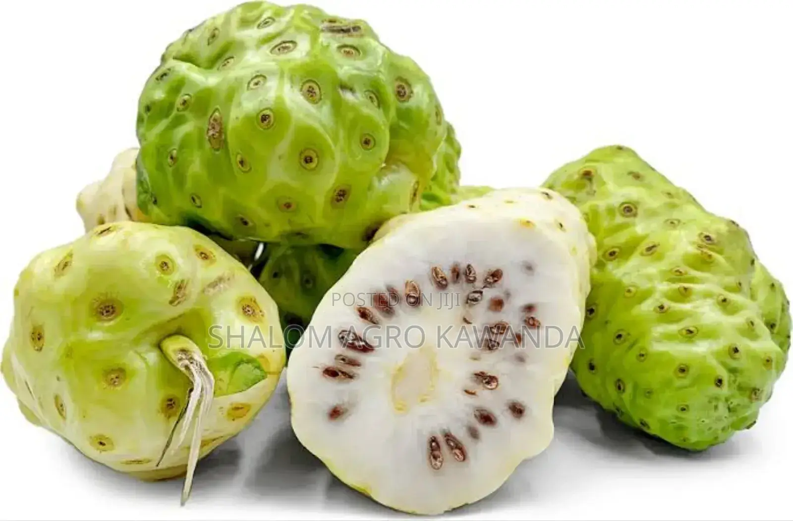 Noni Fruit Tree Seedlings