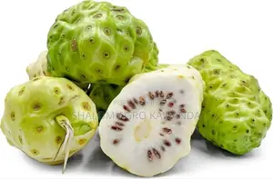 Noni Fruit Tree Seedlings