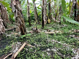 Residential Land on Sale Located in Kicuna-Rwengaju