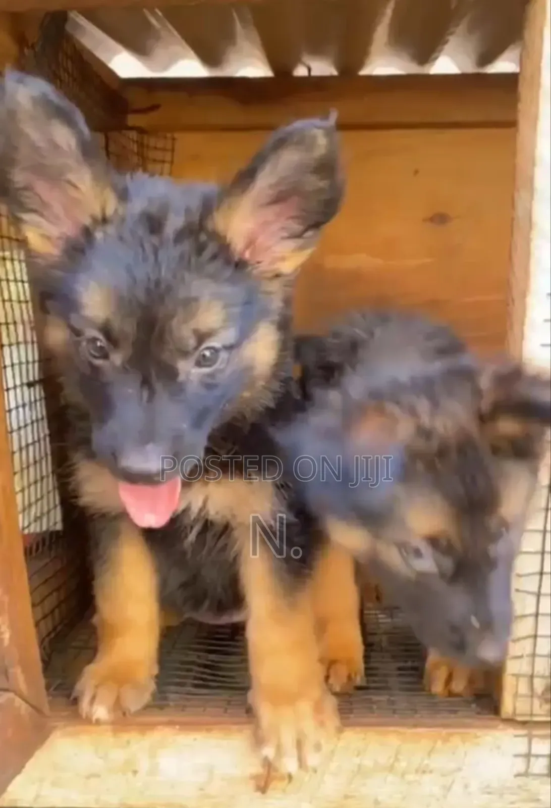 3-6 months Male Purebred German Shepherd