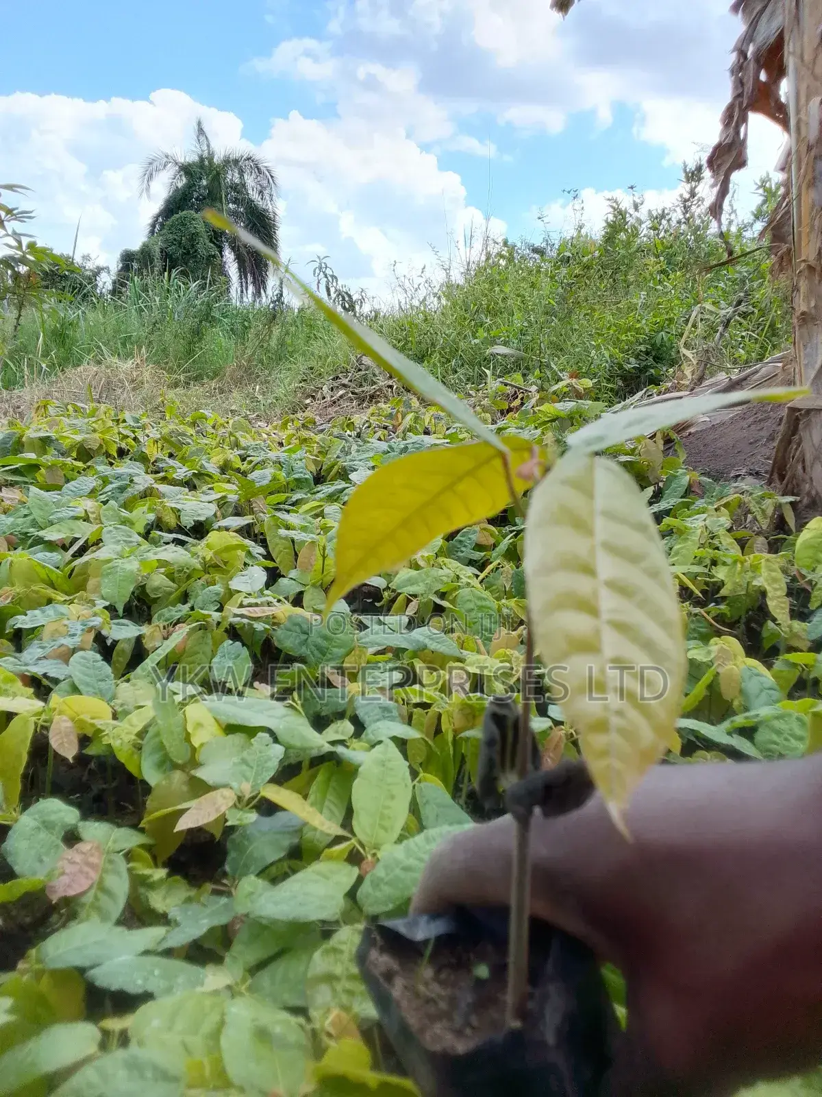 Cocoa Seedlings