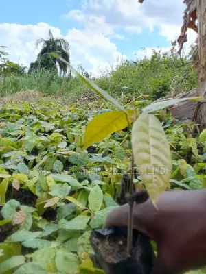 Cocoa Seedlings