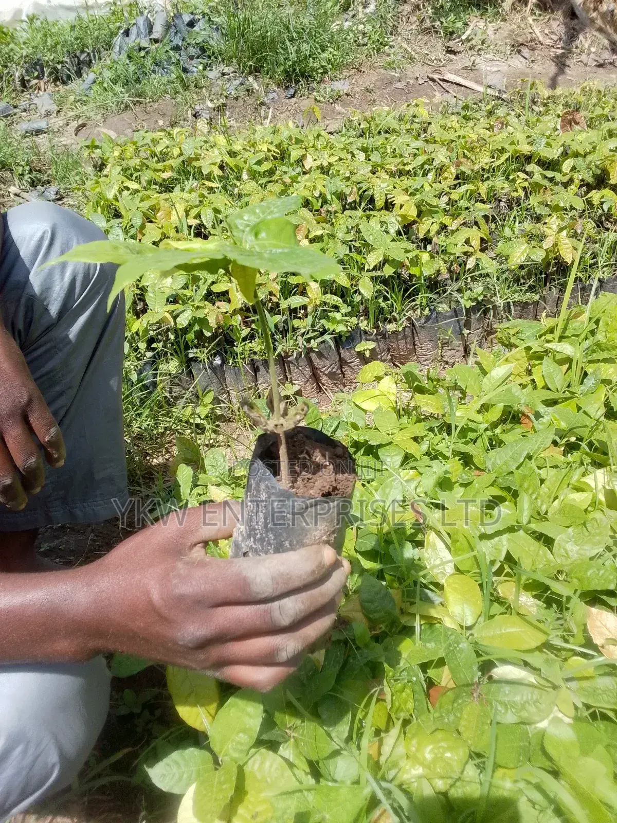 Cocoa Seedlings
