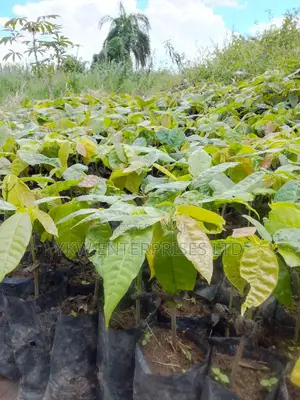 Cocoa Seedlings