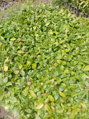 Cocoa Seedlings