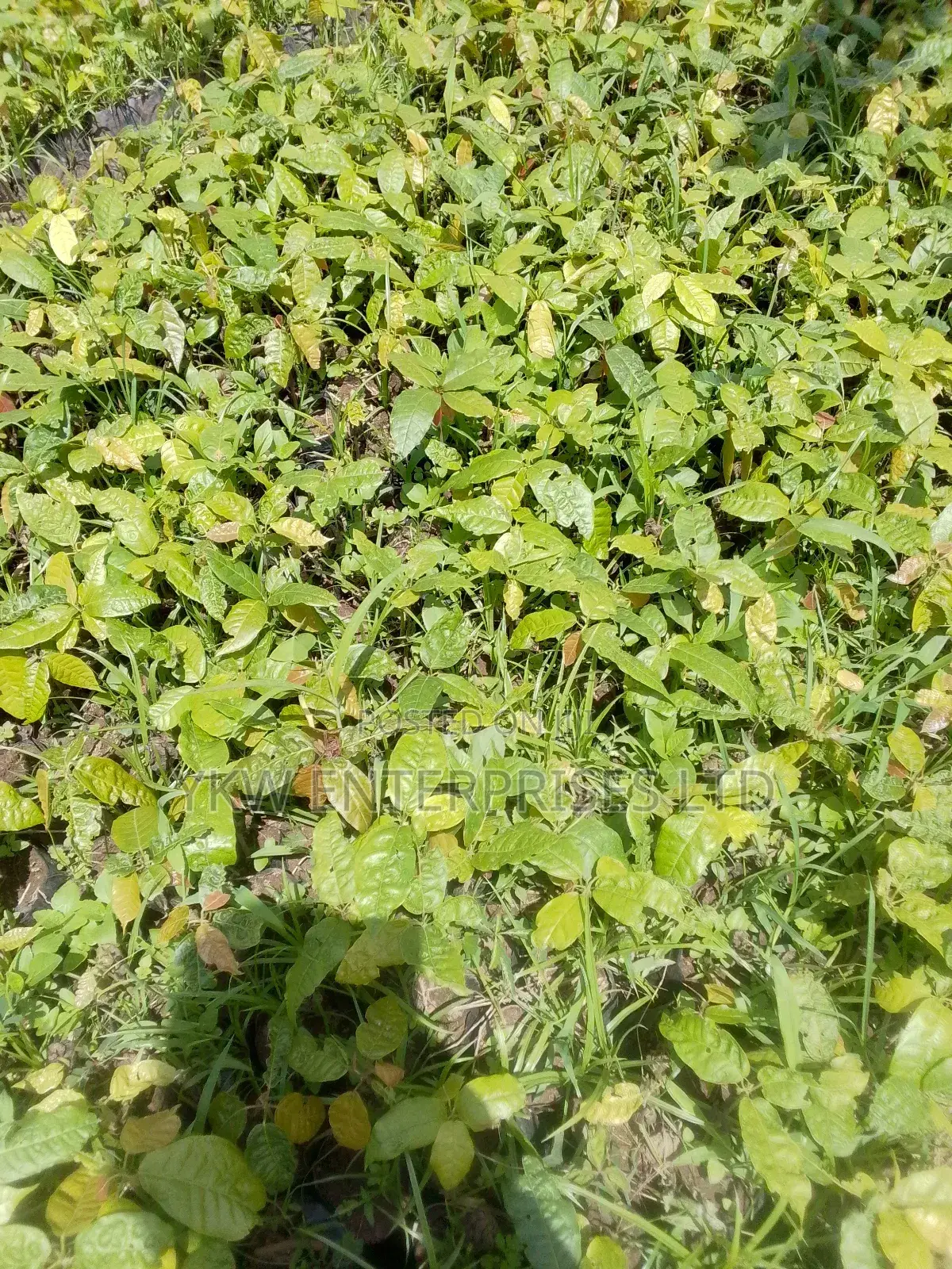 Cocoa Seedlings
