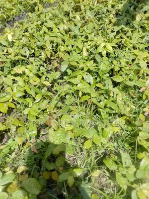 Cocoa Seedlings