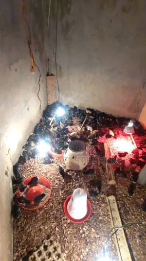 Photo - Oasis Local Poultry Breeders Mutungo
