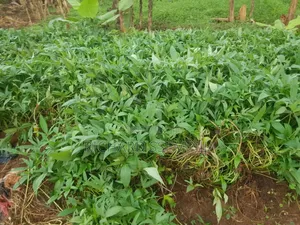 Photo - Animal Pastures