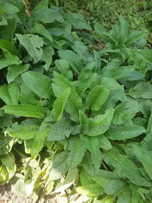 Photo - Animal Pastures