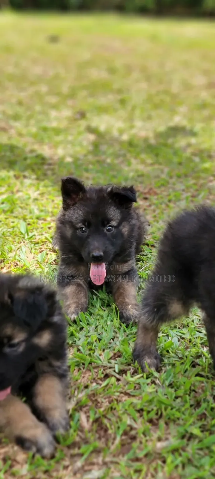 1-3 months Male Purebred German Shepherd