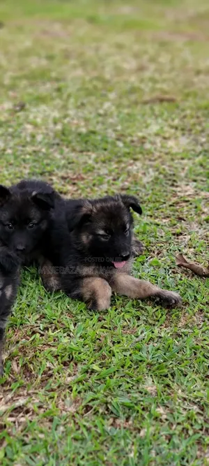 1-3 months Male Purebred German Shepherd