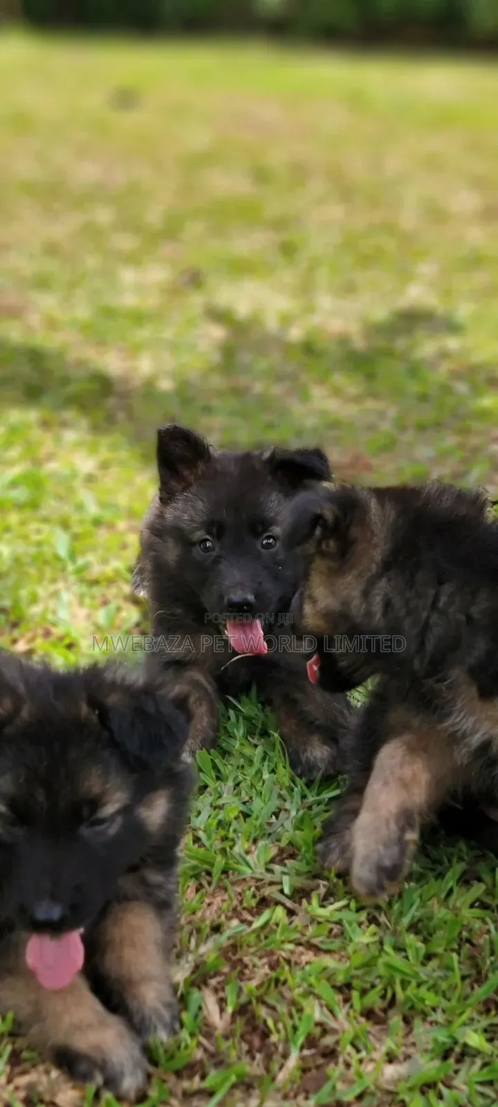 1-3 months Male Purebred German Shepherd