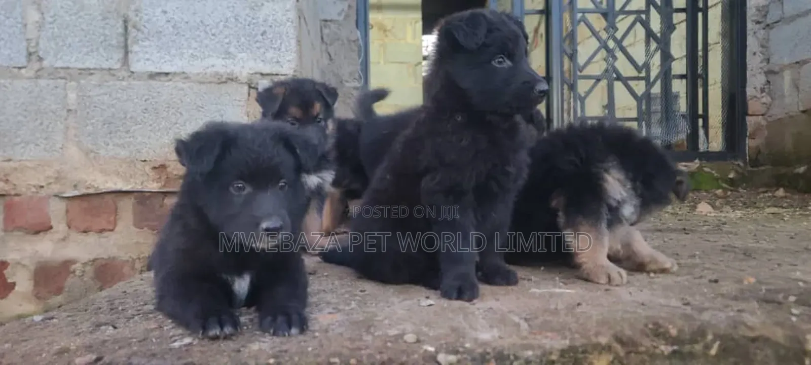 1-3 months Male Purebred German Shepherd