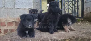 1-3 months Male Purebred German Shepherd