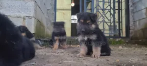1-3 months Male Purebred German Shepherd