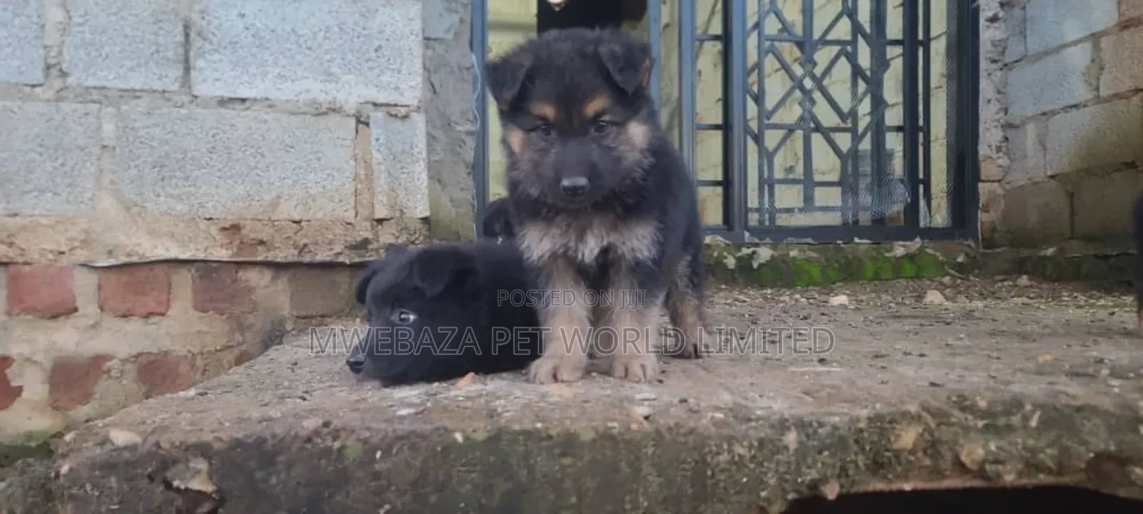 1-3 months Male Purebred German Shepherd