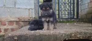 1-3 months Male Purebred German Shepherd