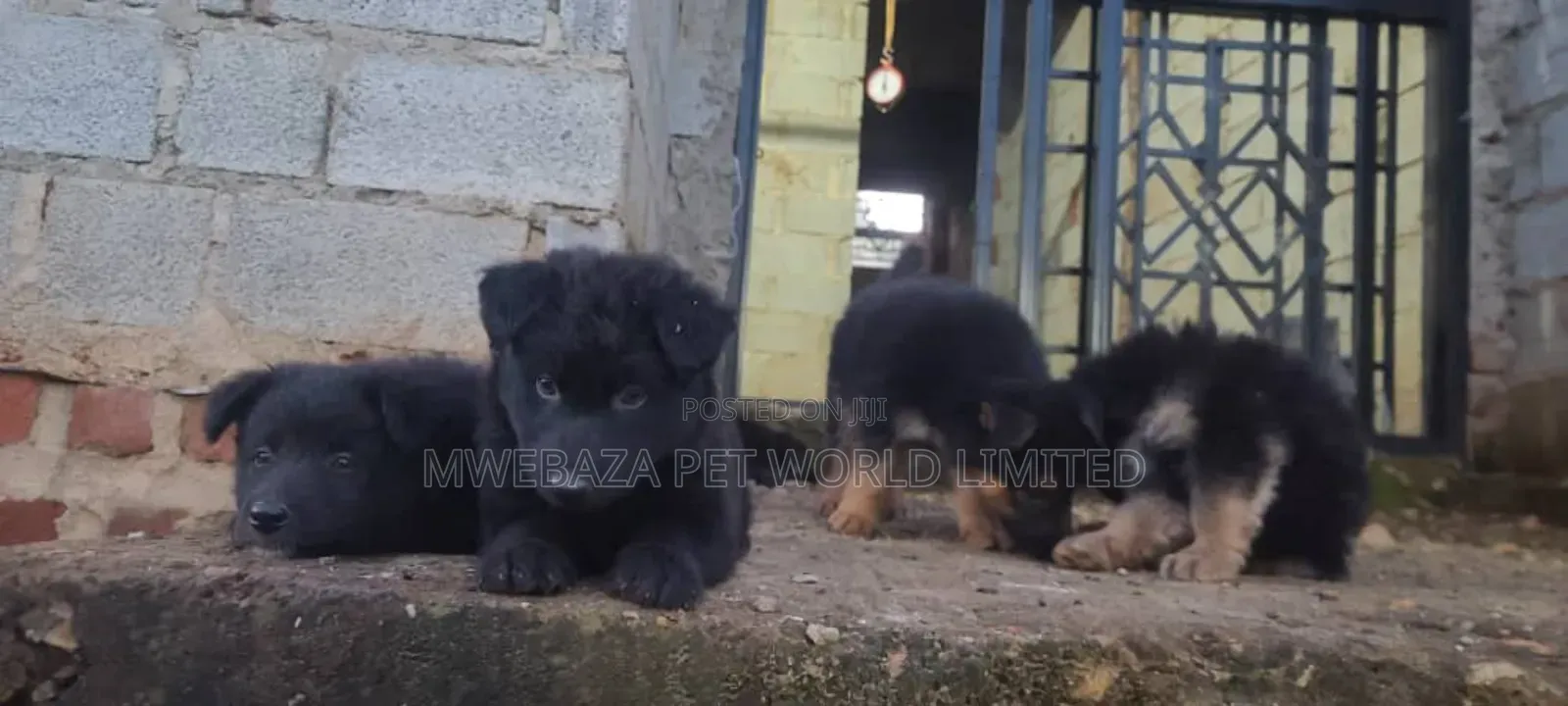 1-3 months Male Purebred German Shepherd