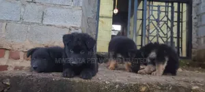 1-3 months Male Purebred German Shepherd