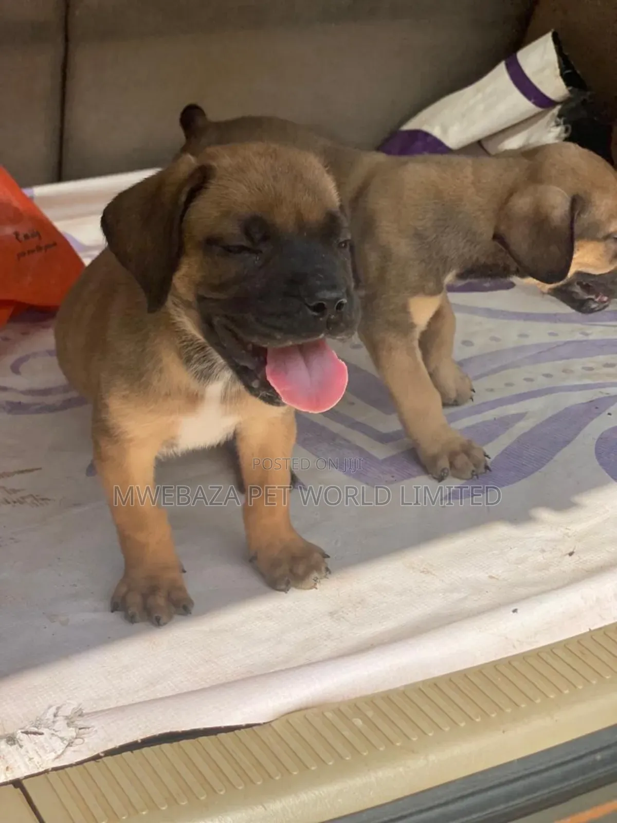 1-3 months Male Purebred Boerboel