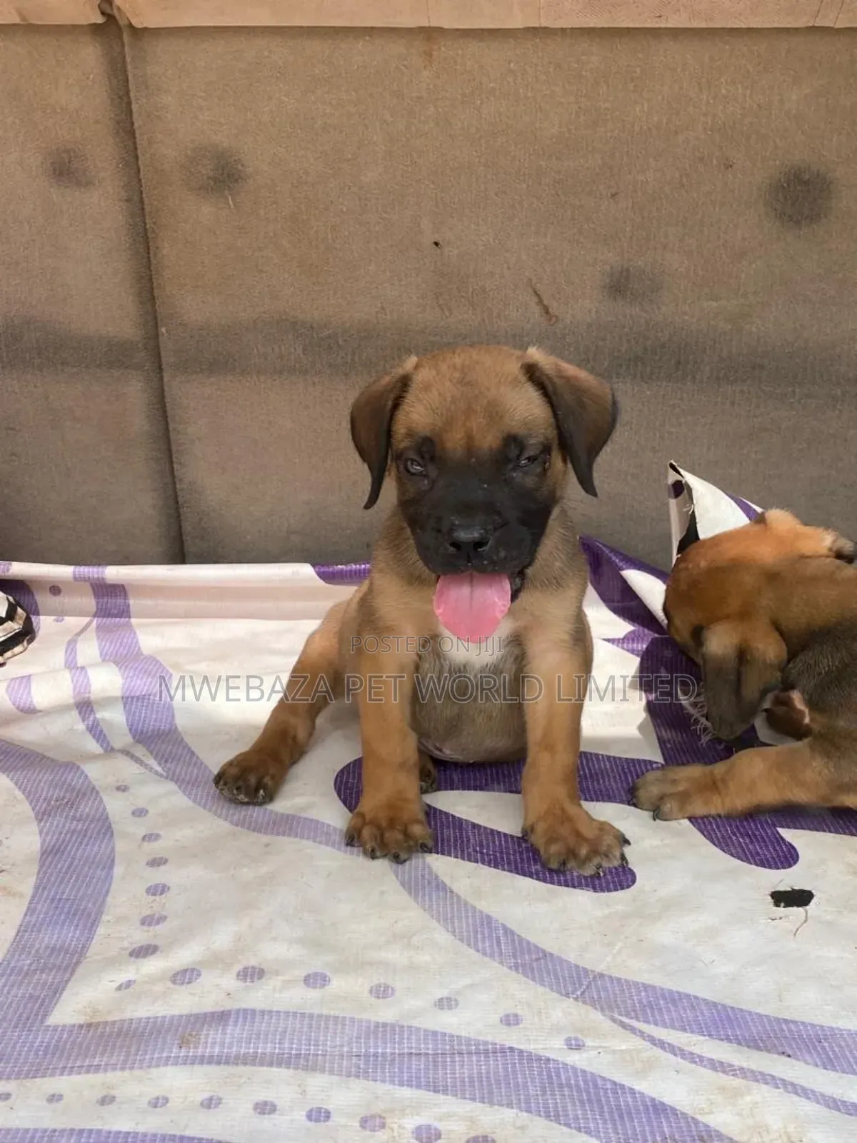 1-3 months Male Purebred Boerboel