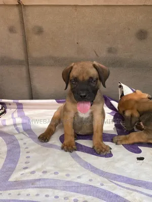 1-3 months Male Purebred Boerboel